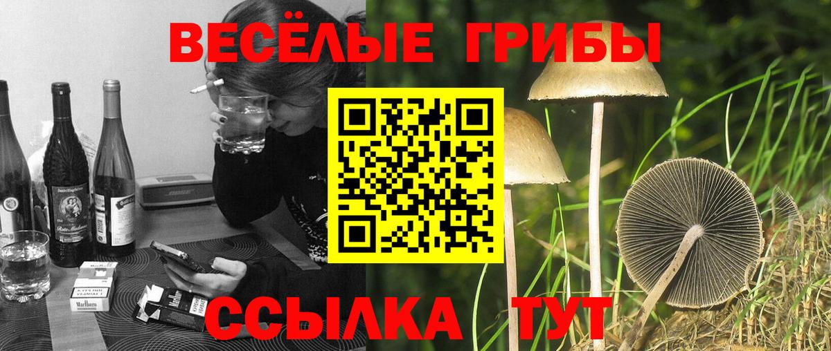 Елабуга  Псилоцибиновые грибы Cubensis  Вход с VPN  Галлюциногенные грибы Magic Shrooms 